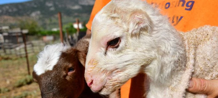 Ναύπλιο: Αρνάκια γεννήθηκαν χωρίς αφτιά (βίντεο)